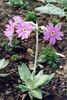 Anghelină (Primula longiflora)