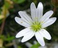 Cornut (Cerastium alpinum).