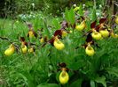 Cypripedium Calceolus - Papucul doamnei