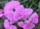 Dianthus callizonus - Garofita Pietrei Craiului