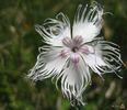 Dianthus spiculifolius - Barba ungurului