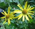 Iarba-ciutei, cujdă (Doronicum austriacum).