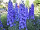 Nemtisor - Delphinium grandiflorum