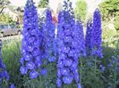 Nemtisor - Delphinium grandiflorum