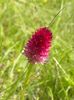 Nigritella rubra