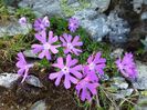 Ochiul găinii (Primula minima)