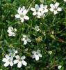 Ochii-soricelului (Saxifraga stellaris)