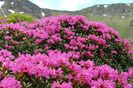 Smârdarul sau Bujorul de munte (Rhododendron)
