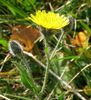 Vulturica-de-stanci, vulturica (Hieracium villosum).