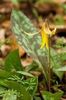 Maseaua ciutei - Yelow Erythronium albidum