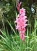 Watsonia borbonica