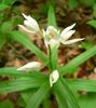 Buruiana-de-junghiuri (Cephalanthera longifolium