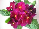 primula