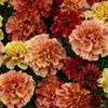 Marigold French Strawberry Blone - 10,8 lei