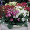 Nicotiana Roulette Mixed F2 - 10,3 lei