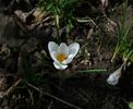 crocus chrysanthus ard schenk