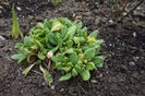 Primula cu flori uriase- abia astept să inflorească