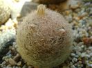 Mammillaria lasiacantha