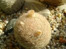 Mammillaria lasiacantha
