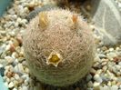 Mammillaria lasiacantha