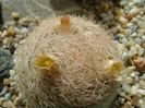 Mammillaria lasiacantha