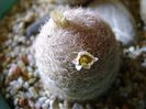 Mammillaria lasiacantha