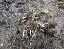 hepatica :(