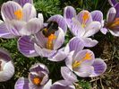 martie 2018 - Crocusi