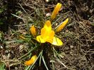 martie 2018 - Crocusi