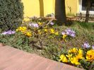 martie 2018 - Crocusi