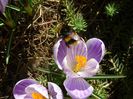 Crocusi & bondari