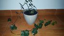 Hedera helix