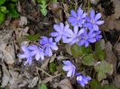 Hepatica 17.03