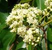 Hovenia Dulcis copac cu flori