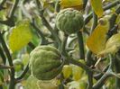 Poncirus Trifoliata - Seminte de Lamii pentru plantat in gradina