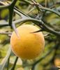 Poncirus Trifoliata - Seminte de Lamii