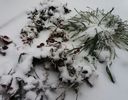 22 03, ninge, ninge..