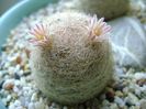 Mammillaria lasiacantha