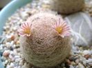 21 mart.: Mammillaria lasiacantha