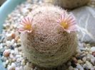 21 mart.: Mammillaria lasiacantha