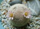 Mammillaria lasiacantha
