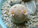 Mammillaria lasiacantha