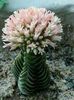 Crassula budhas temple - achizitionata