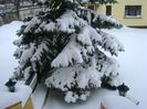 23 mart. 2018 - Cod portocaliu de viscol
