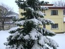 23 mart. 2018 - Cod portocaliu de viscol