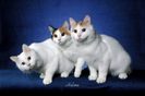 pisici_turceasca_van_152