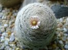Mammillaria lasiacantha