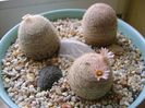 Mammillaria lasiacantha din 3 locatii diferite