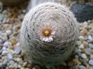 Mammillaria lasiacantha