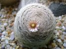Mammillaria lasiacantha